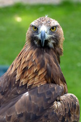 Obraz premium Golden Eagle at a Birds of Prey centre