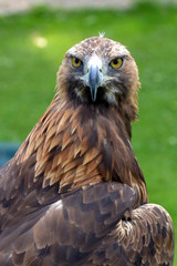 Golden Eagle at a Birds of Prey centre