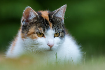 domestic cat - Felis catus