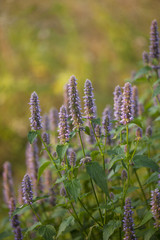 Image of giant Anise hyssop (Agastache foeniculum) in a summer garden.