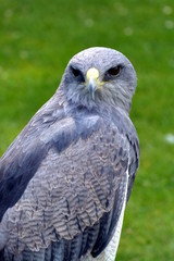 Grey Eagle Buzzard at a birds of prey centre