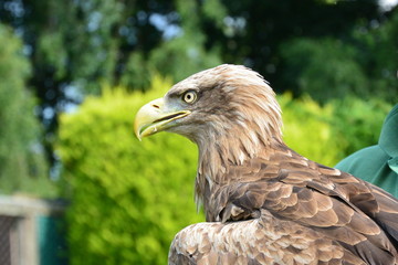 White Tailed Sea Eagle at a Birds of Prey Centre