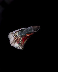 Siamese fighting fish