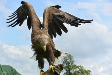 White Tailed Sea Eagle at a Birds of Prey Centre