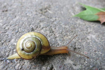 Неторопливая путешественница