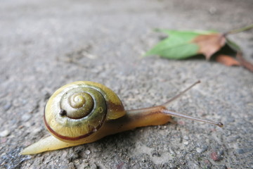 Неторопливая путешественница