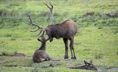 Hirschbrunft und Liebe