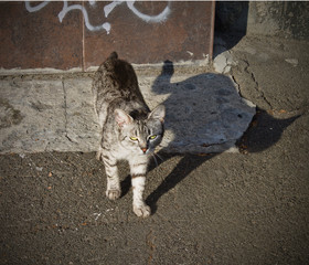 gray homeless cat on the street on a sunny day
