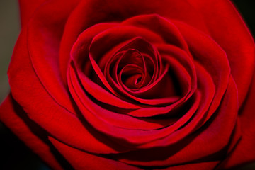 Macro Love, Red Rose Blosom, Beautiful Flower. Wedding.