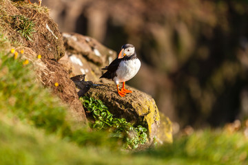 Atlantic puffin in Western Iceland