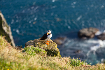 Atlantic puffin in Western Iceland