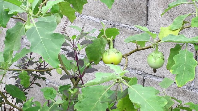Brinjaul or eggplant on plant (Solanum laciniatum)