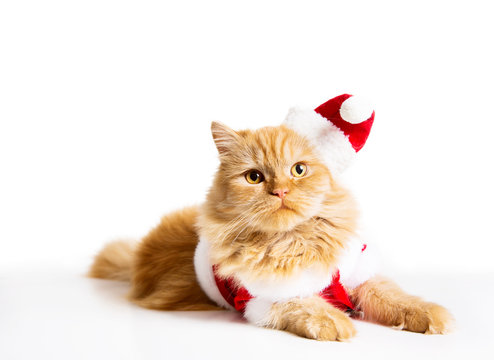 Christmas cat 