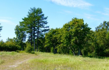 Russian forest on the sunny summer day