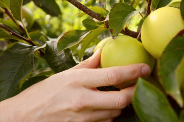 Picking a green apple from the branch