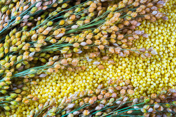 Proso millet (Panicum miliaceum), stems with ripe seeds and groats - obrazy, fototapety, plakaty