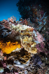 Fototapeta na wymiar Well-Camouflaged Scorpionfish