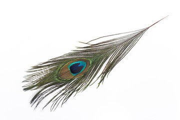 Obraz premium Peacock feather isolated on white