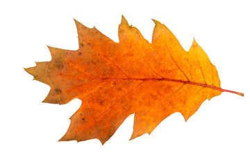 Naklejka na ściany i meble Oak leaf isolated on a white background. Fall series.
