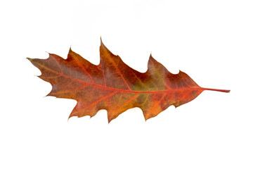 Oak leaf isolated on a white background. Fall series.