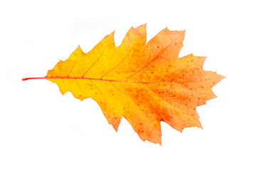 Oak leaf isolated on a white background. Fall series.