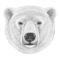 Portrait of Polar Bear. Hand drawn illustration.