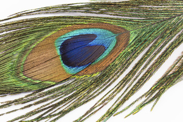 Fototapeta premium The peacock feather on a white background