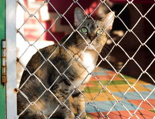Cat in a cage, no freedom.