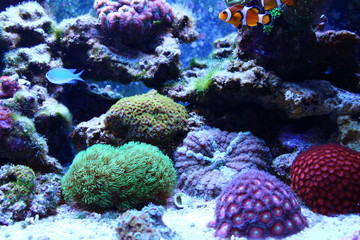 Naklejka na ściany i meble Coral reef aquarium scenes with real nemo