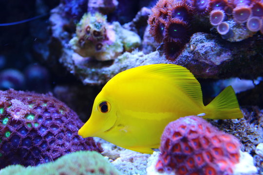 Yellow tang in coral reef aquarium