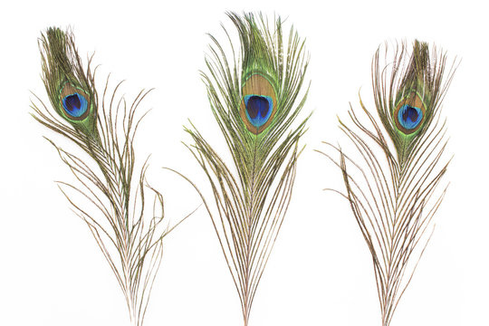 Fototapeta Peacock feathers isolated on white