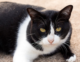 cat looking something