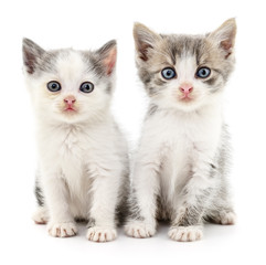 Two small kittens.