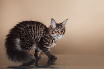 Fototapeta na wymiar Maine Coon kitten portrait