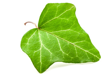 Efeu 