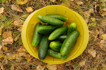 Green small cucumbers in a yellow plastic plate against autumn leaves. Green cucumbers