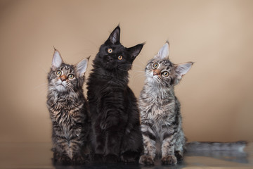 Maine Coon kitten portrait © Anna Averianova