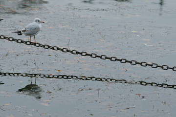 Mouette rieuse, posée sur une chaîne