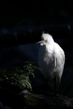 Aigrette