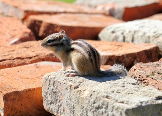 Бурундук, сидящий на кирпичах в дачном посёлке