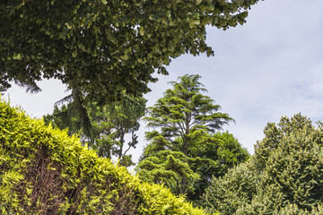 Trees on the sky background
