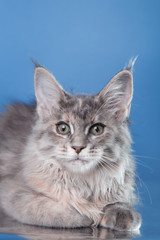 Maine Coon kitten portrait