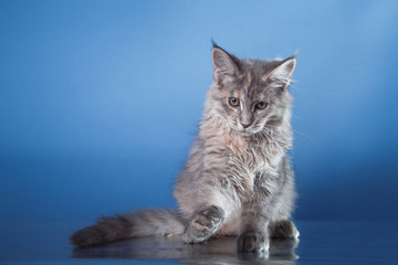 Maine Coon kitten portrait