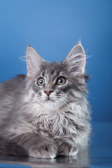Maine Coon kitten portrait