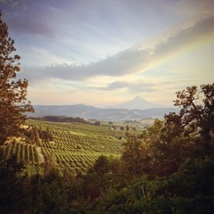 Dreamy view of Mt Hood