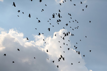 Murder of ravens