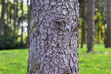 Thick tree trunk closeup