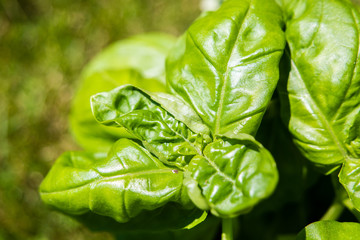 Basilikum Blätter 