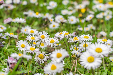 Obraz premium Blooming daisy flowers and sow thistles on the green meadow