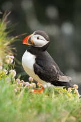 Puffin in Latrabjarg Cliff, Westfjords, Iceland